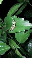 Ommatolampis perspicillata