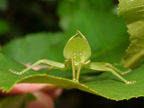 Central Texas Leaf-Katydid photo 4