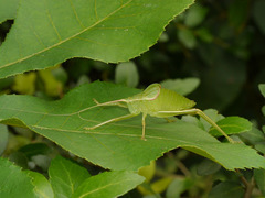 Paracyrtophyllus robustus
