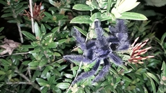 Avicularia purpurea