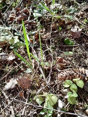 Melica nutans