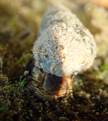 Semisulcospira