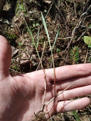 Melica nutans
