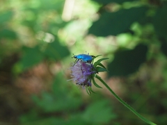 Hoplia coerulea