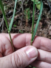 Melica nutans