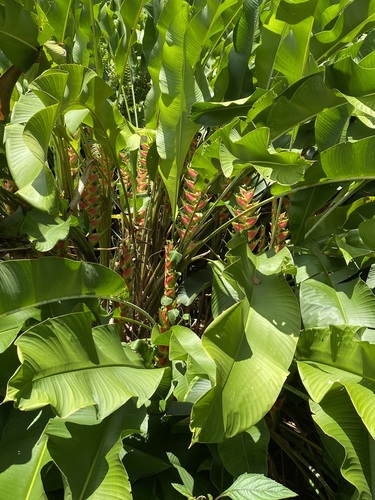 Image of Heliconia wagneriana by (c) Barry Cottam, some rights reserved (CC BY)