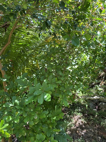 Synsepalum dulcificum