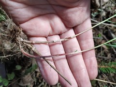 Melica nutans