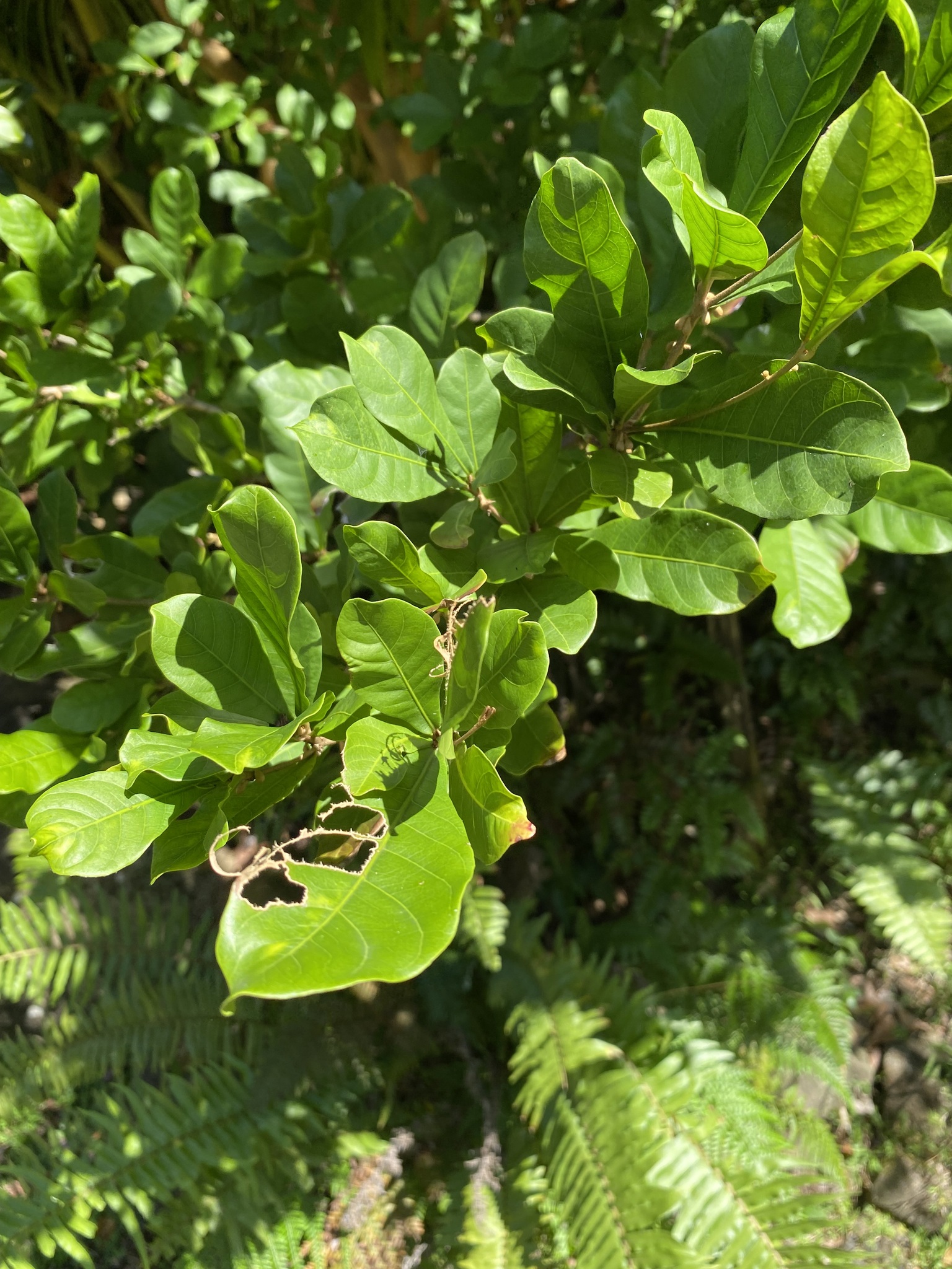 Miraculous Berry (Synsepalum dulcificum)