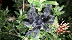 Avicularia purpurea