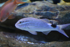 Parupeneus rubescens