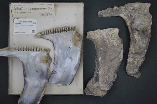 Elongate Toothed Oyster