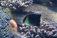 Chaetodon blackburnii