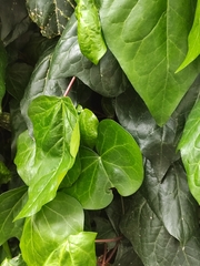 Kaukasus-Efeu (Hedera colchica): Herkunft und Verwendung — Foto 3