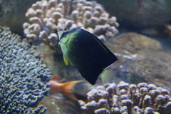 Chaetodon blackburnii