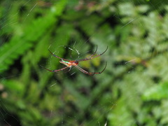 Leucauge wulingensis