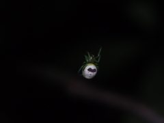 Bijoaraneus mitificus