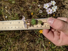 Leptosiphon montanus