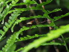 Leucauge wulingensis
