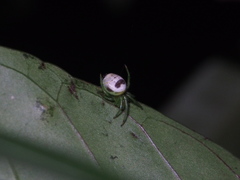 Bijoaraneus mitificus