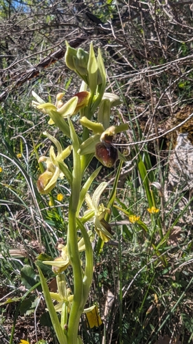 Image of Ophrys araneola by (c) Christoph Kramer, some rights reserved (CC BY)