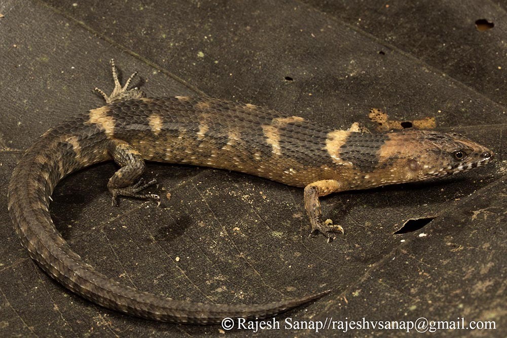 North-Eastern Waterskink