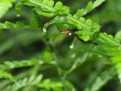 Leucauge wulingensis
