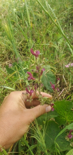 Image of Salvia hierosolymitana by (c) Mitch Van Dyke, some rights reserved (CC BY)