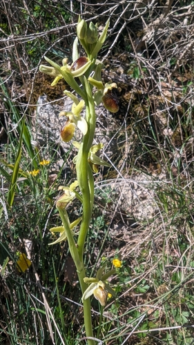 Image of Ophrys araneola by (c) Christoph Kramer, some rights reserved (CC BY)