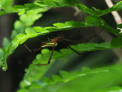 Leucauge wulingensis