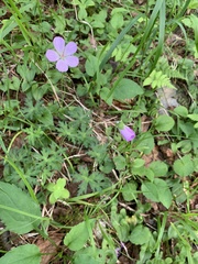 Geranium yesoense