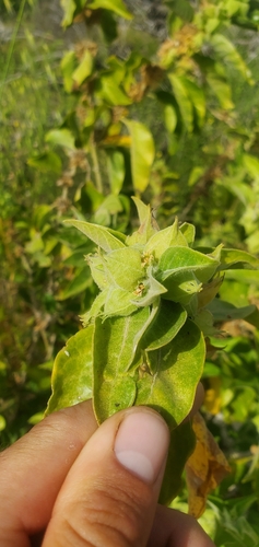 Image of Withania somnifera by (c) Mitch Van Dyke, some rights reserved (CC BY)