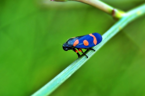 Cercopis intermedia, Arnavutköy/İstanbul, Türkiye, photo 10 of 10