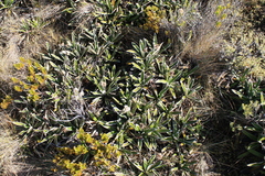 Celmisia spectabilis