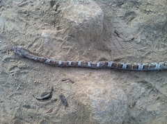 Trimorphodon lyrophanes