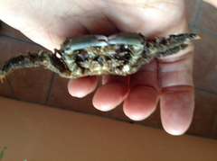 Amphithrax aculeatus