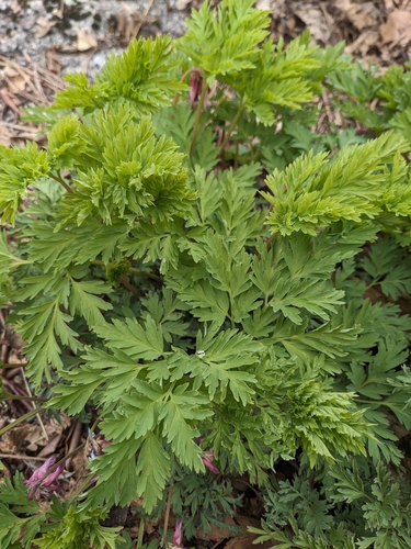 Image of Fringed Bleeding Heart (Dicentra eximia) by (c) Alaina Krakowiak, some rights reserved (CC BY)
