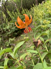 Lilium medeoloides, photograph (c) 岸本年郎, some rights reserved (CC BY)