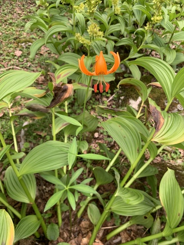Lilium medeoloides, photograph 3