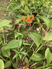 Lilium medeoloides, photograph (c) 岸本年郎, some rights reserved (CC BY)