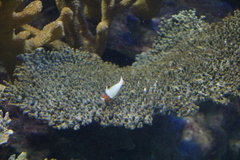 Cetoscarus bicolor