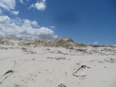 Thinopyrum distichum