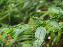 Tenthredo poeciloptera