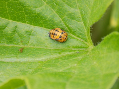 Coccinella septempunctata