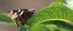Codatractus bryaxis