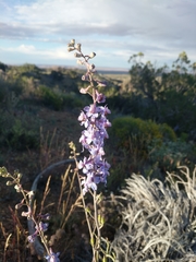 Delphinium parishii