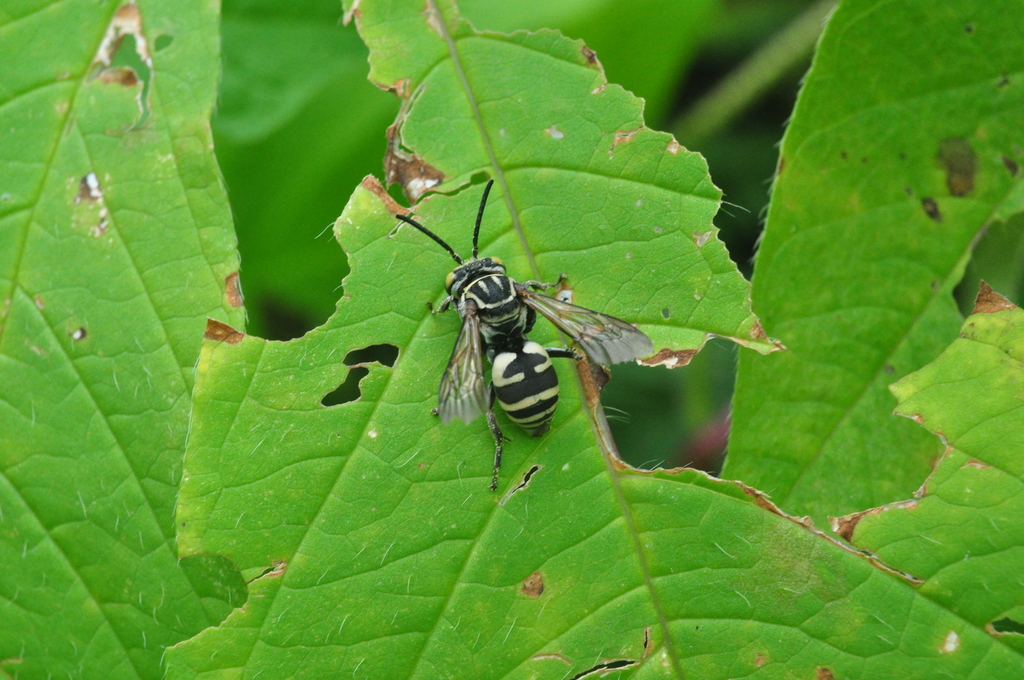 Triepeolus alvarengai