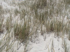 Thinopyrum distichum