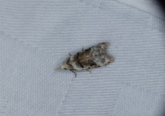 Metacosmesis laxeuta