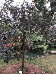 Camellia granthamiana